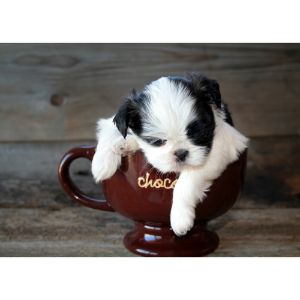 Teacup-Shih-Poo