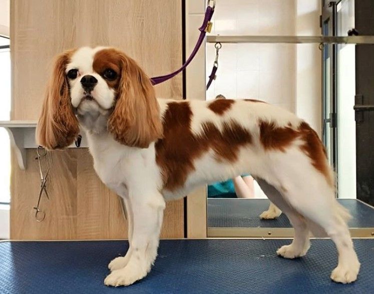 Best Cavalier King Charles Short Haircut Ideas! (2024) - We Love Doodles