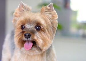 Teddy Bear Haircut