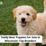 Teddy Bear Puppies For Sale in Wisconsin