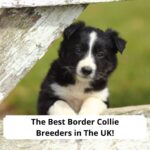 The-4-Best-Border-Collie-Breeders-in-The-UK-template