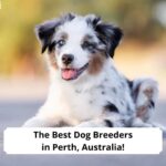 The-Best-Dog-Breeders-in-Perth-Australia-template