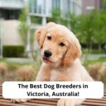 The-Best-Dog-Breeders-in-Victoria-Australia-template