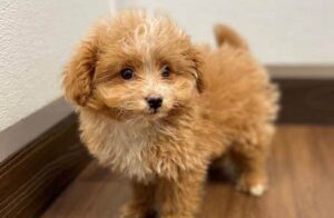 Types of Pomapoo Colors