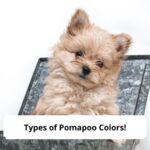 Types-of-Pomapoo-Colors-template