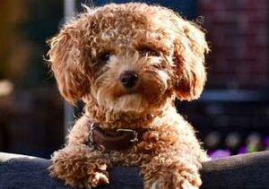 Types of Poochon Colors - With Pictures!
