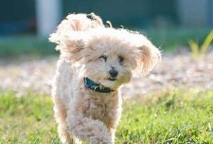 Types of Poochon Colors