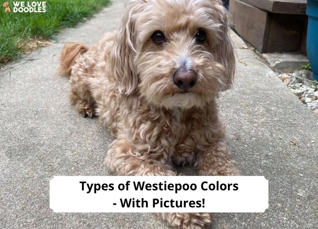 Apricot westiepoo cheap