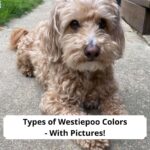 Types-of-Westiepoo-Colors-With-Pictures-template