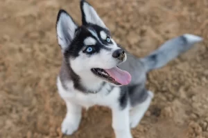 Visit Local Shelters For Husky Puppies (Find Husky Puppies)