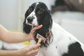 Visiting a Groomer with Your Springer Spaniel