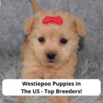 Westiepoo-Puppies-in-The-US-template