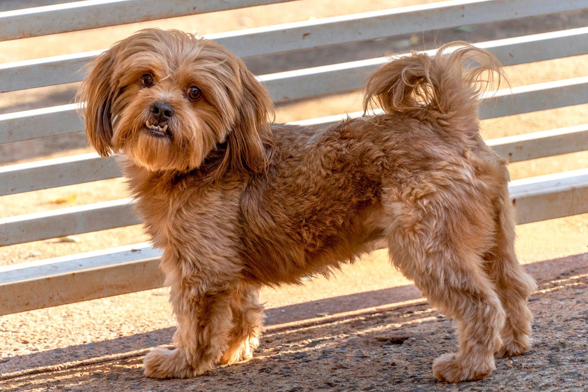 Shih Poo Lifespan How Long Do Shih Poos Live? (2024) We Love Doodles