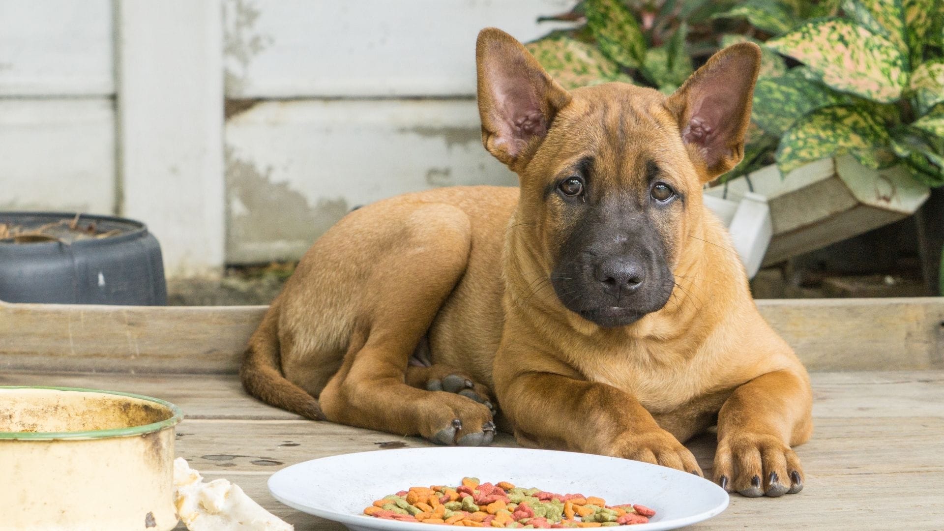 Is Ashland Farms a Good Dog Food? (2023) - We Love Doodles