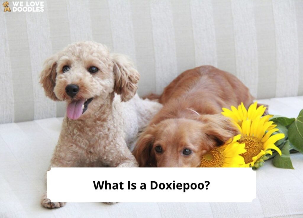 What-Is-a-Doxiepoo-template