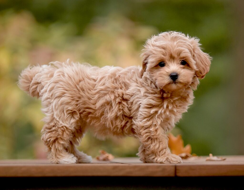 When Is a Maltipoo Full-Grown?