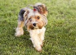 What Is a Yorkie Teddy Bear Haircut