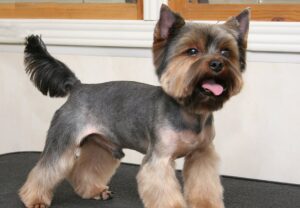 What Is the Best Haircut for a Yorkie