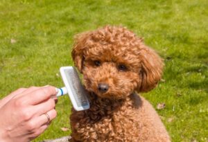 What Is the Difference Between a Puppy Cut and a Teddy Bear Cut