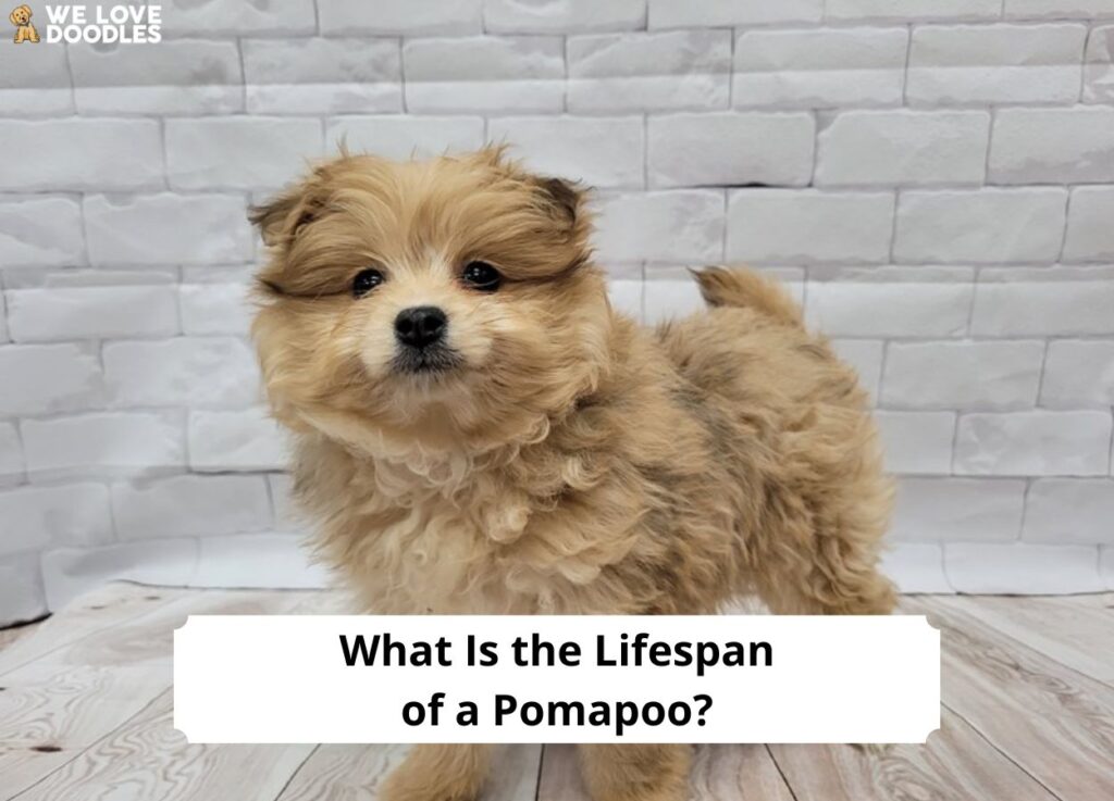 Pomapoo lifespan store