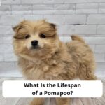 What-Is-the-Lifespan-of-a-Pomapoo-template