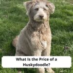 What-Is-the-Price-of-a-Huskydoodle-template