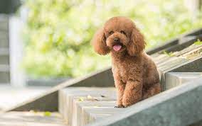 What are the different mini Poodle cuts