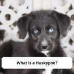 What-is-a-Huskypoo-template