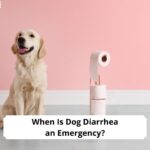 When-Is-Dog-Diarrhea-an-Emergency-template