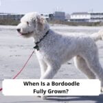 When-Is-a-Bordoodle-Fully-Grow-template