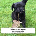 When-Is-a-Chipoo-Fully-Grown-template