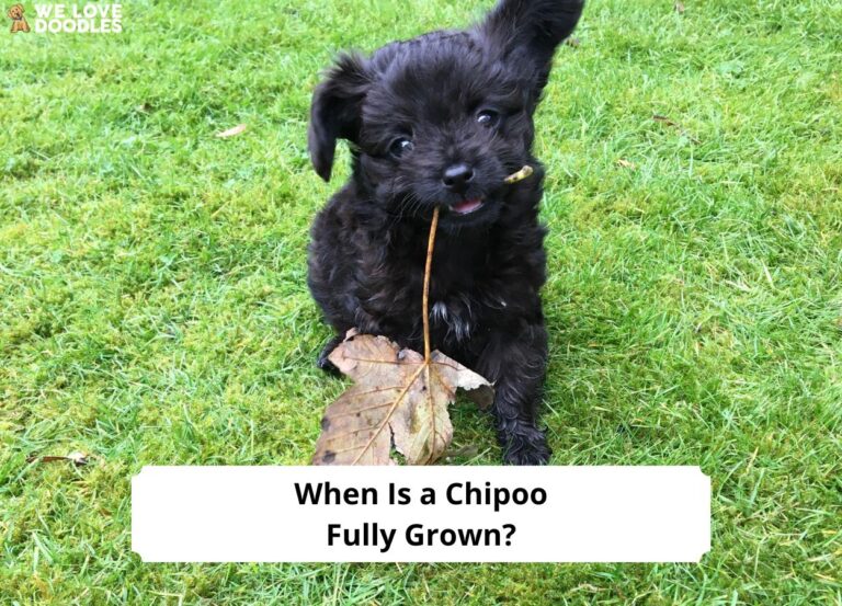 When-Is-a-Chipoo-Fully-Grown-template