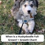 When-Is-a-Huskydoodle-Full-Grown-Growth-Chart-template