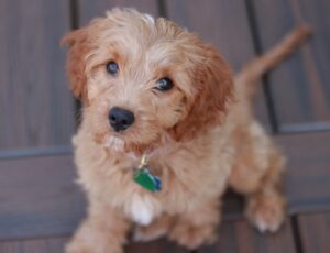 maltipoo full grown