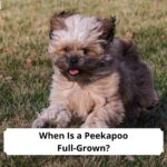 When-Is-a-Peekapoo-Full-Grown-template