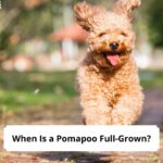 When-Is-a-Pomapoo-Full-Grown-template