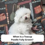 When-Is-a-Teacup-Poodle-Fully-Grown-template