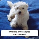 When-Is-a-Westiepoo-Full-Grown-template