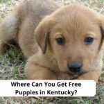Where Can You Get Free Puppies in Kentucky
