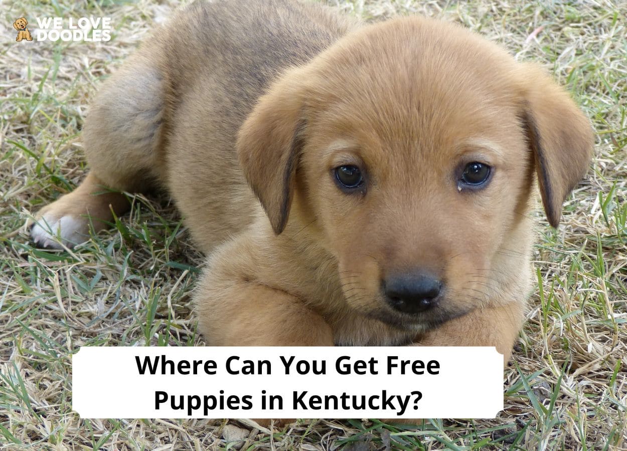 where-can-you-get-free-puppies-in-kentucky-2023-we-love-doodles