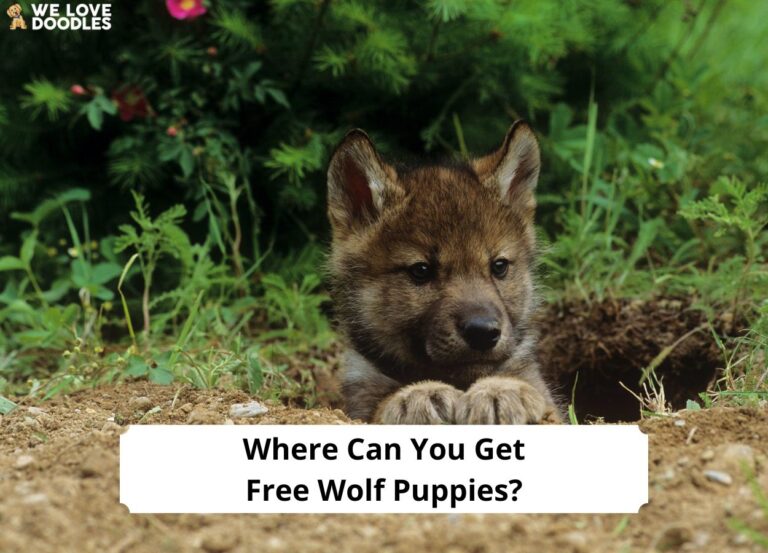 Where-Can-You-Get-Free-Wolf-Puppies-template
