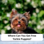 Where-Can-You-Get-Free-Yorkie-Puppies-template