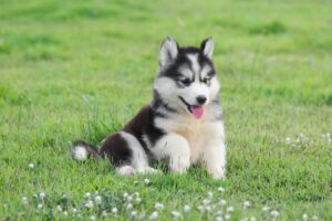 Find Husky Puppies For Sale For $100 or More