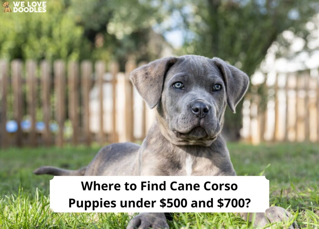 Where-to-Find-Cane-Corso-Puppies-under-500-and-700-template