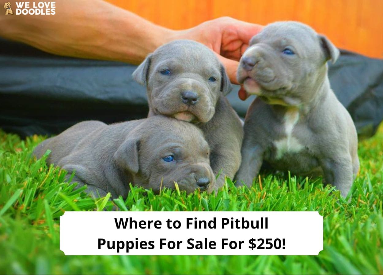 Where to Find Pitbull Puppies for Sale for 250! (2024) We Love Doodles