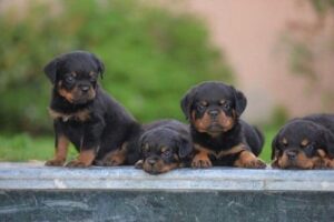 Finding Rottweiler Puppies Under $250