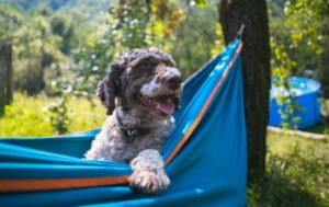 Which Hammock Will Be The Right Choice For Your Dog