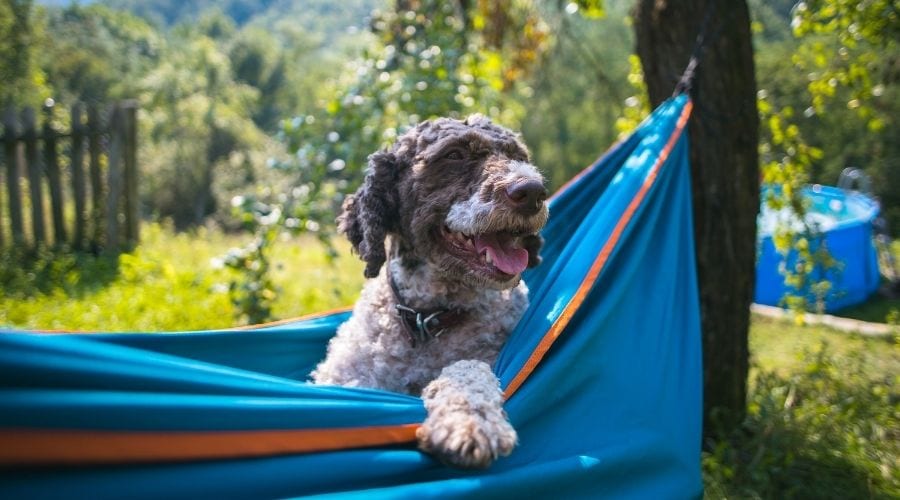 Where to Hang Dog Grooming Hammock!