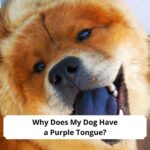 Why-Does-My-Dog-Have-a-Purple-Tongue-template