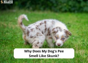 Why Does My Dog's Pee Smell Like Skunk? How to Treat It! - We Love Doodles